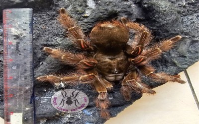 Theraphosa Blondi Female Tarantula